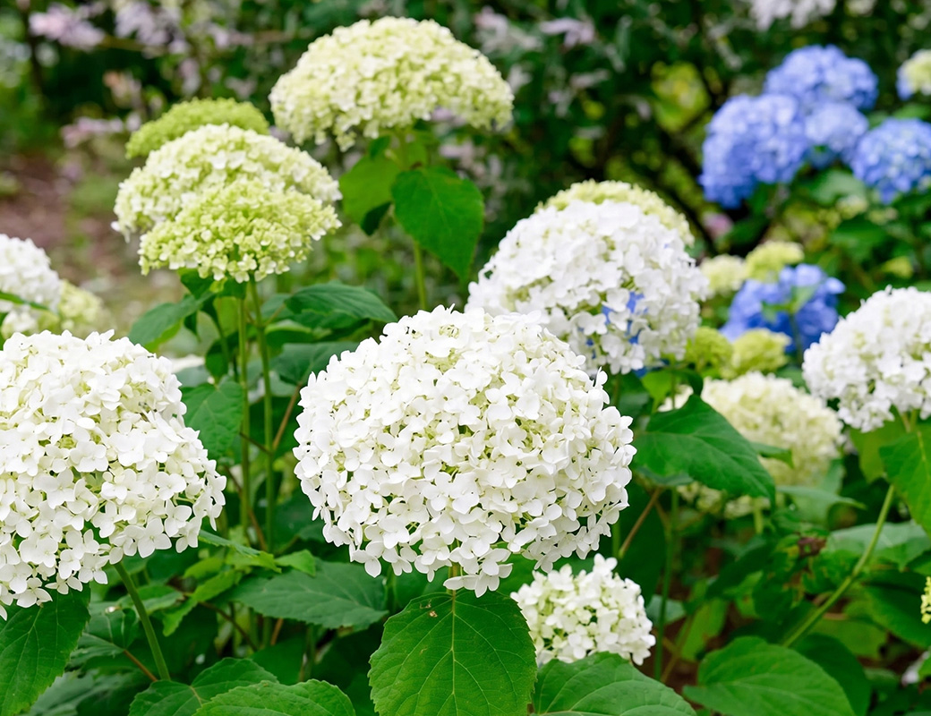 6月の6がつく日は紫陽花の日