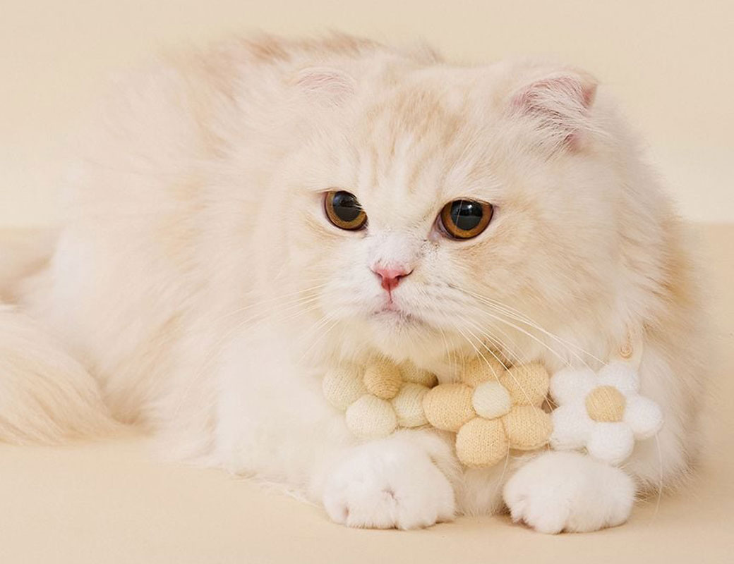 【猫の日2026】猫好き必見！にゃんともかわいい厳選グッズを紹介のサムネイル画像