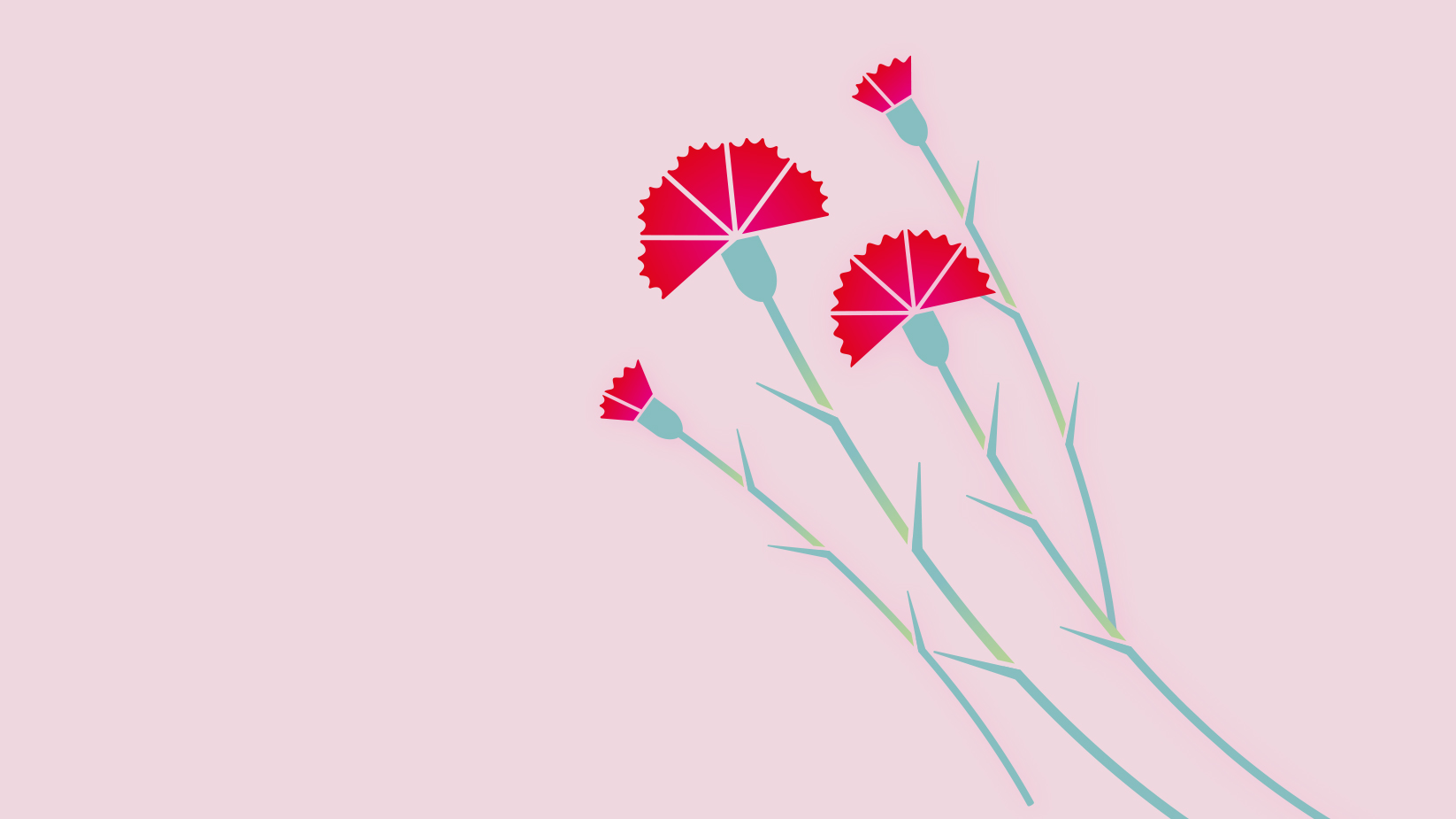 Carnation Background